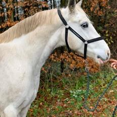 Welsh Partbred (Sec F) Mr. Hendrix