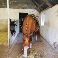 Anden særlig race Schato 