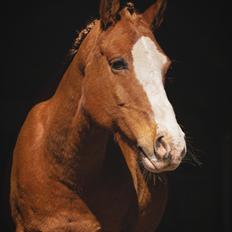 Anden særlig race Schato 
