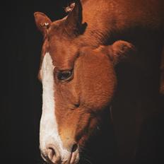 Anden særlig race Schato 