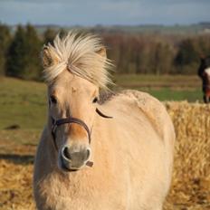 Fjordhest Lindelyst Donna