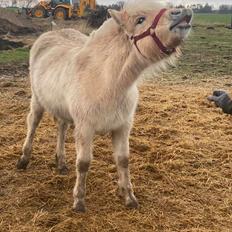 Fjordhest Lindelyst Elvira