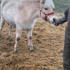 Fjordhest Lindelyst Elvira