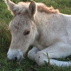 Fjordhest Lindelyst Elvira