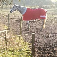 Fuldblod (XX) Now Look Out