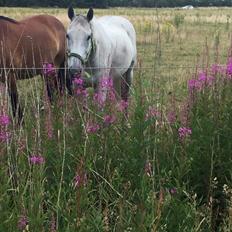 Fuldblod (XX) Now Look Out