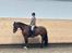 Welsh Cob (sec D) Mailunds abigail