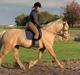 Welsh Cob (sec D) Melanders Will Turner  * Avlshingst*