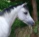 Welsh Pony (sec B) Dahlsminde Milano (dnk)
