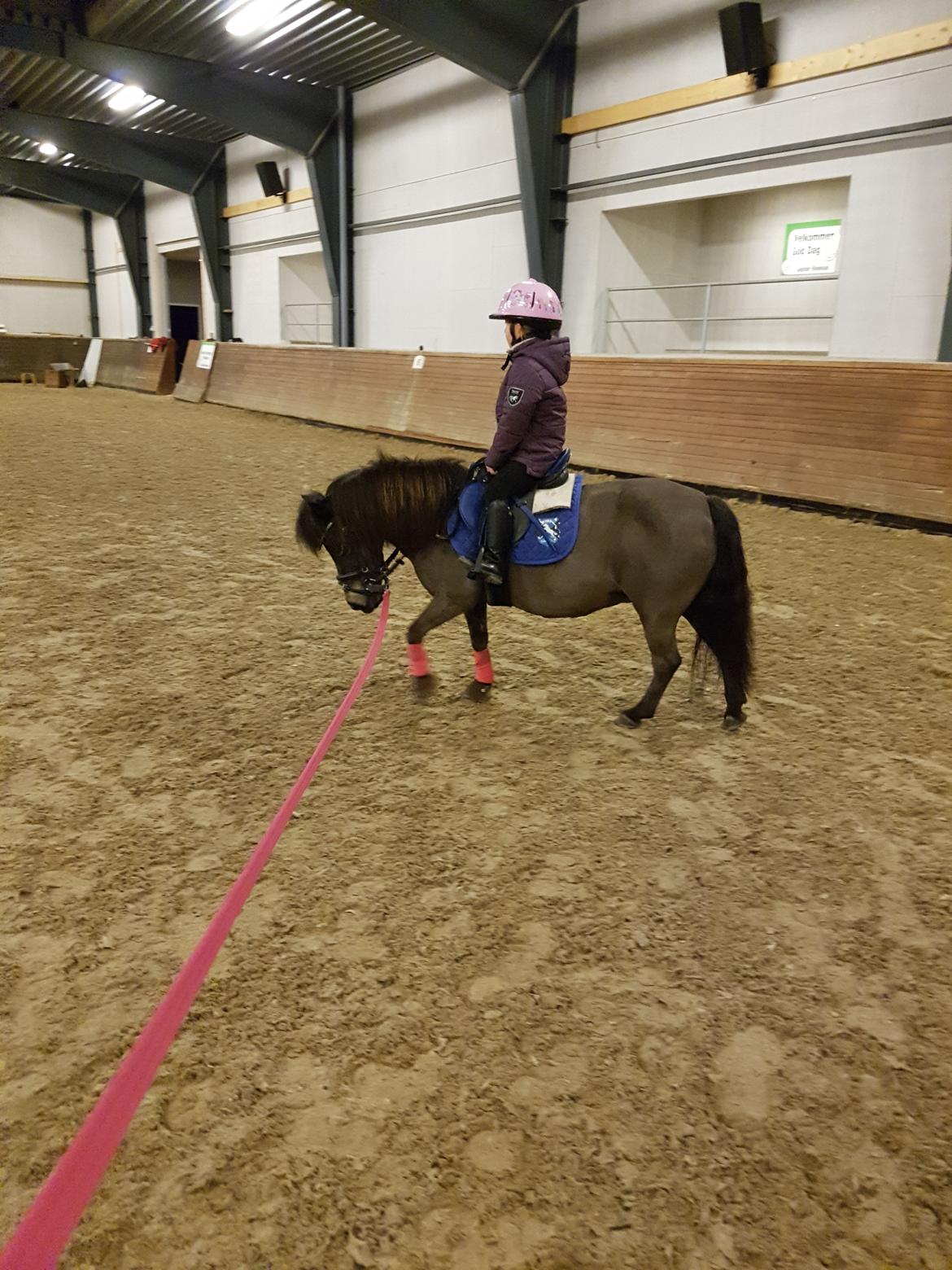 Shetlænder Skovlundens lea billede 3