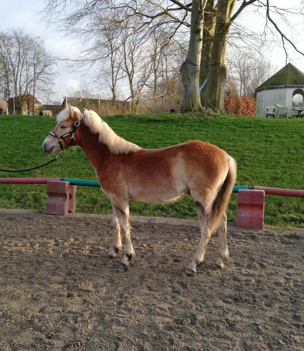 Haflinger Narciso W. K. - taget d.20.01.2020. Narciso lige knap 9 måneder.  billede 12