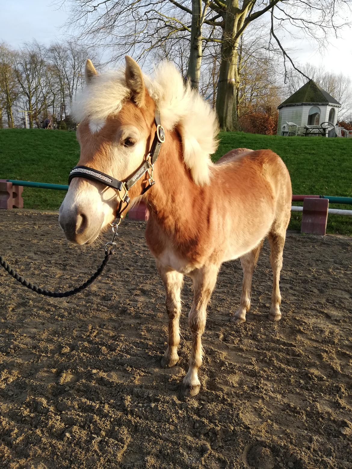 Haflinger Narciso W. K. - taget d.20.01.2020. Narciso lige knap 9 måneder.  billede 13