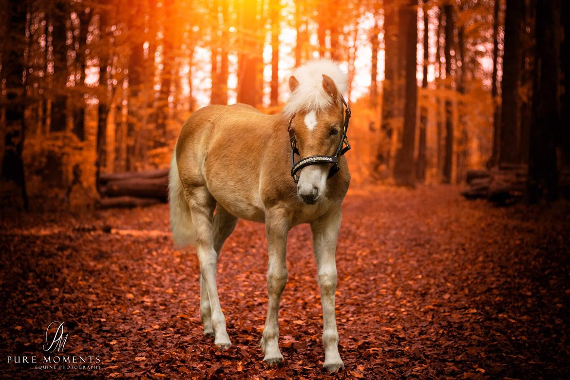 Haflinger Narciso W. K. - d.03.11.2019. Narciso 6 måneder.  billede 14