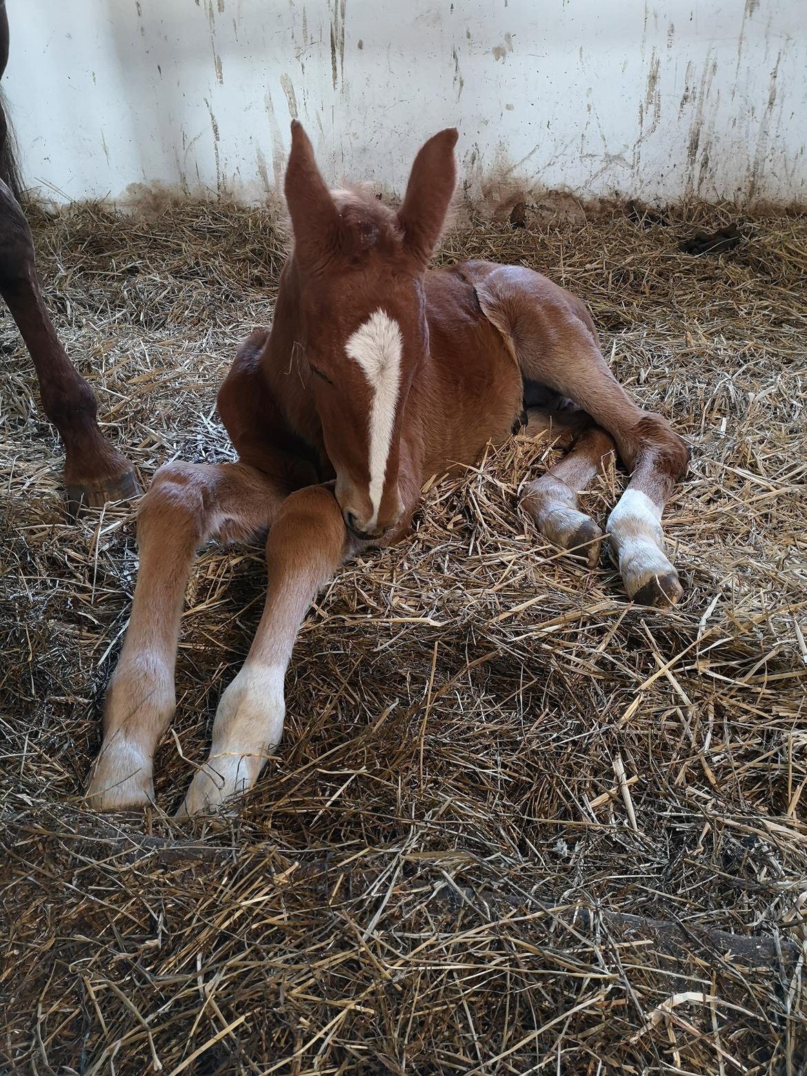 Frederiksborg Vestergårds Manox billede 33