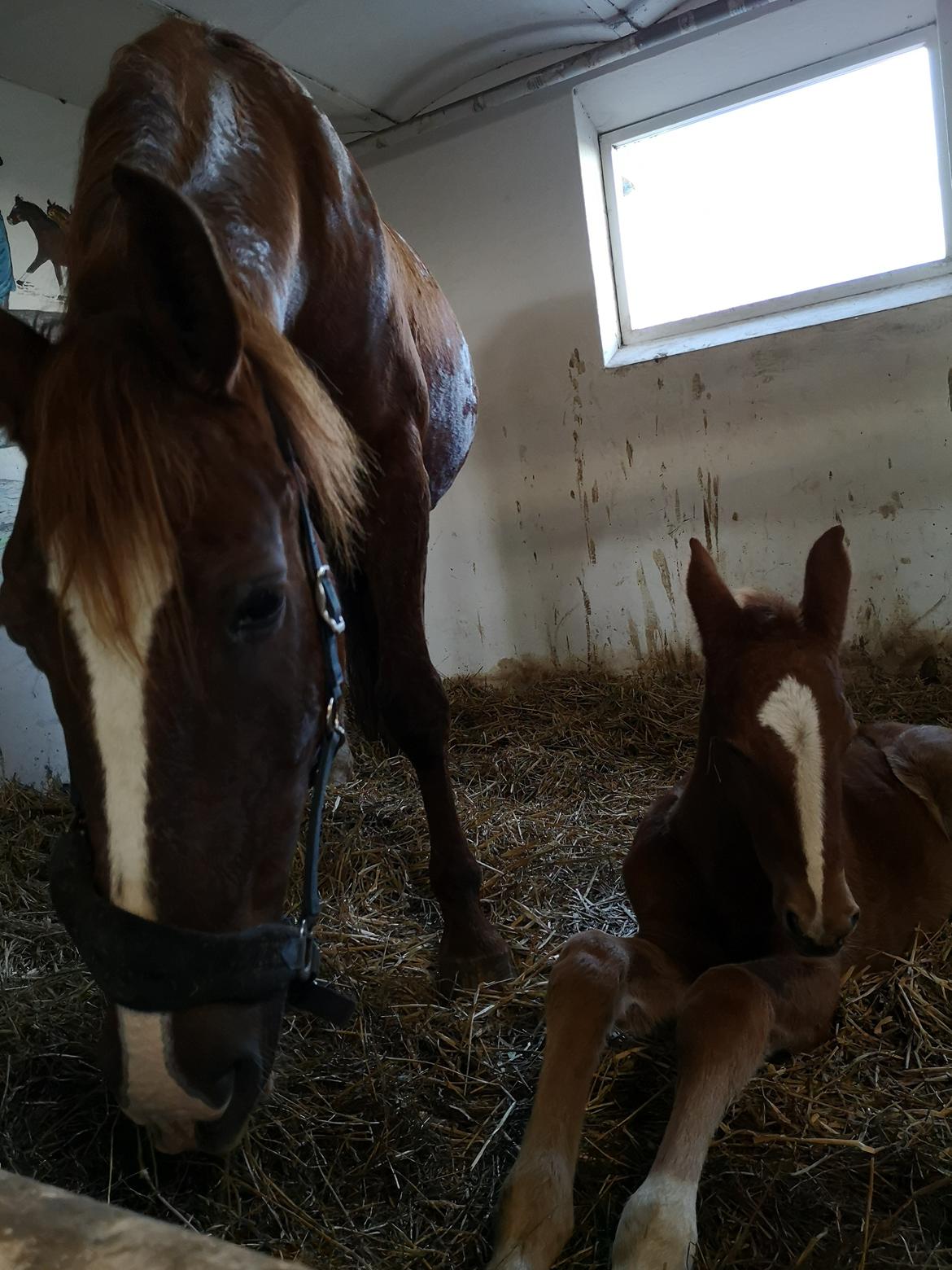 Frederiksborg Vestergårds Manox billede 34