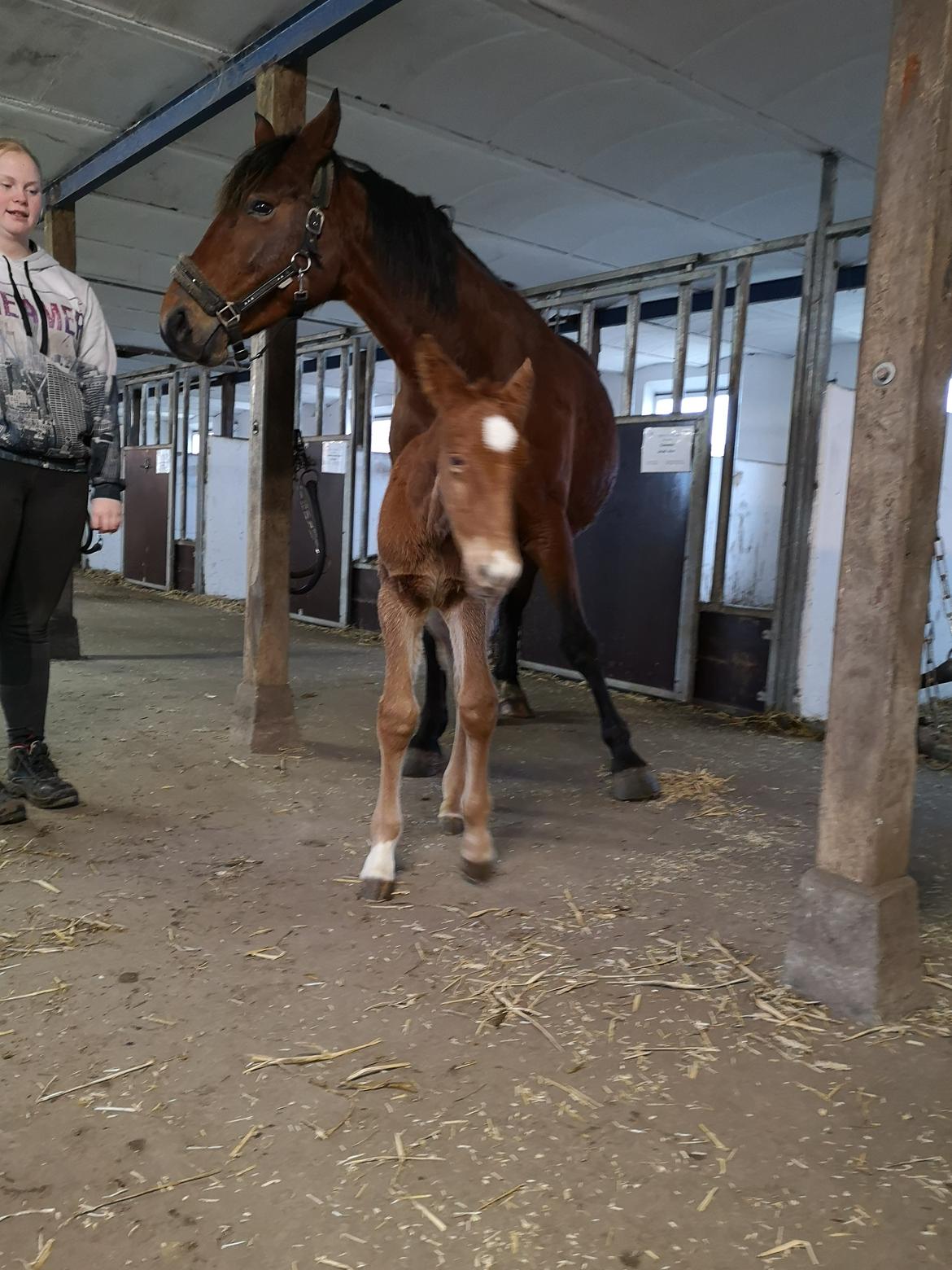 Frederiksborg Vestergårds Rex billede 15