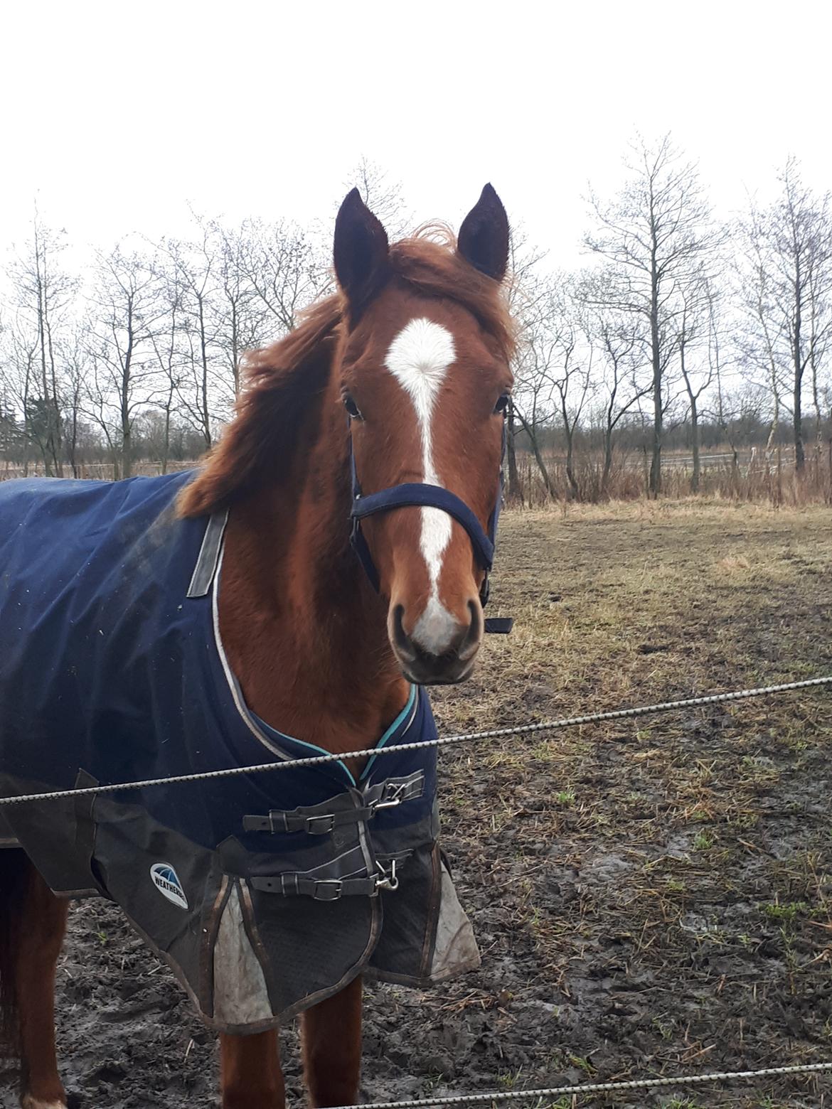 Trakehner Flamme billede 16