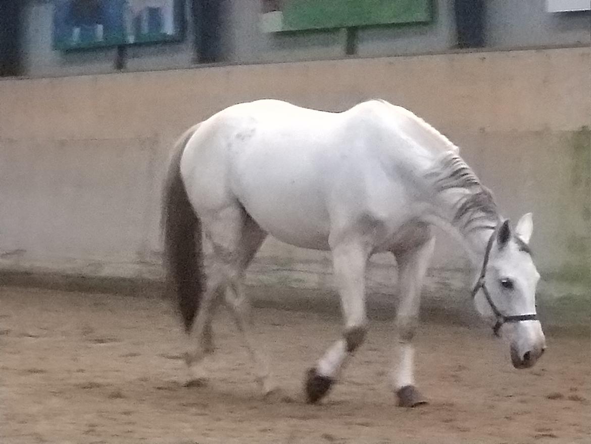 Dansk Varmblod Bøgevejens corrana billede 12