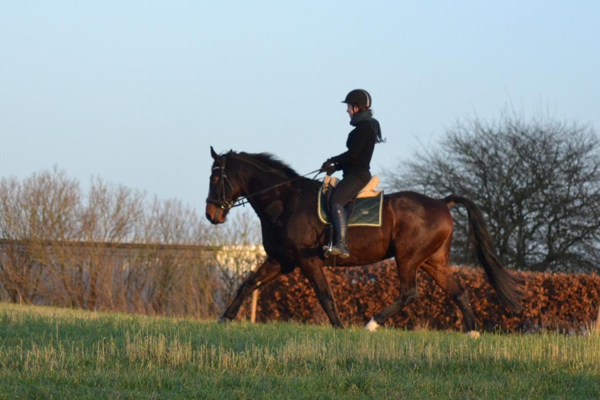 Holstener Hornsmarkens Chester - Januar 2020 billede 8