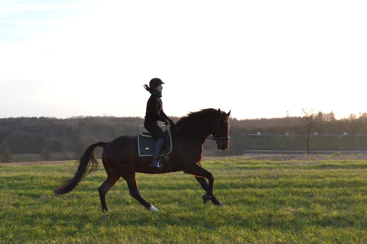 Holstener Hornsmarkens Chester - Januar 2020 billede 13