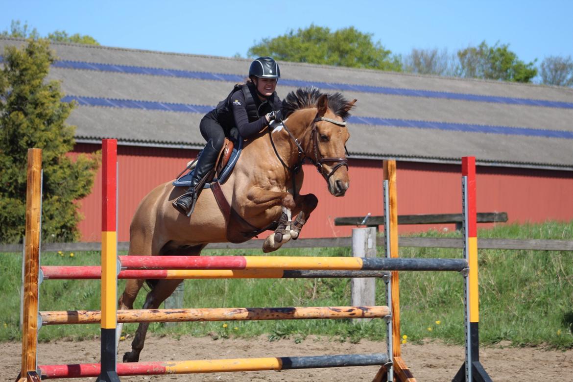 Anden særlig race Bøgelunds O'Conner billede 1