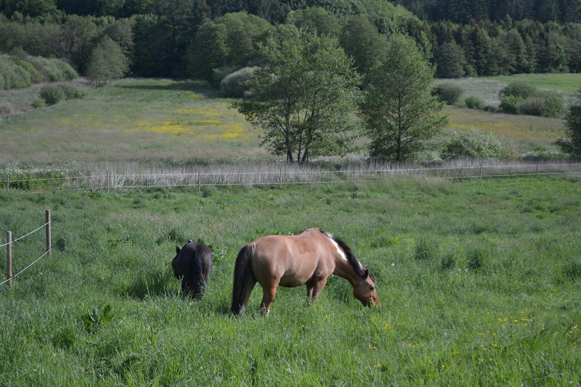 Anden særlig race Bøgelunds O'Conner billede 3