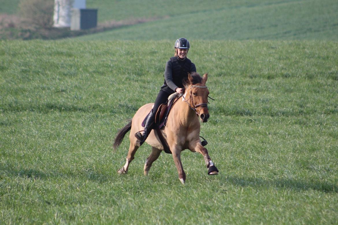 Anden særlig race Bøgelunds O'Conner billede 5