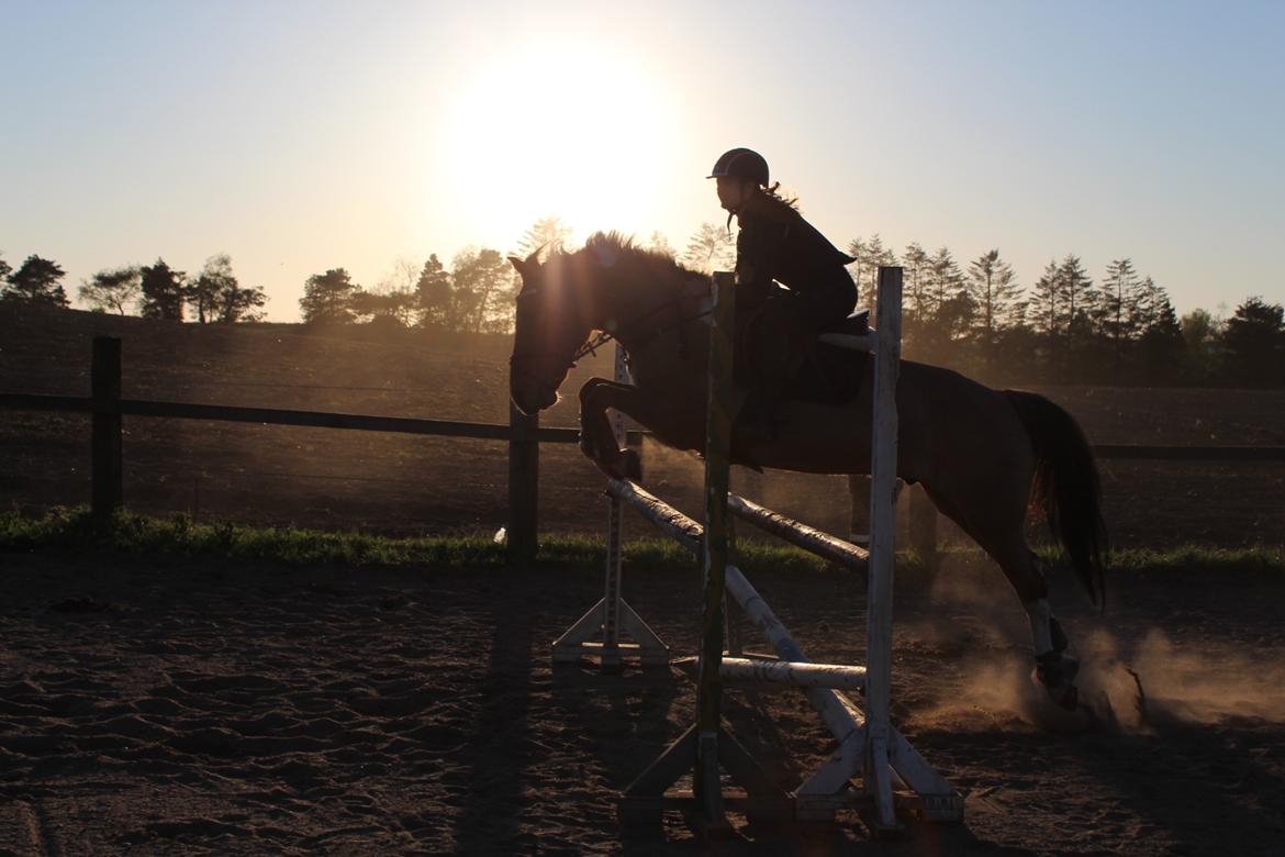 Anden særlig race Bøgelunds O'Conner billede 7