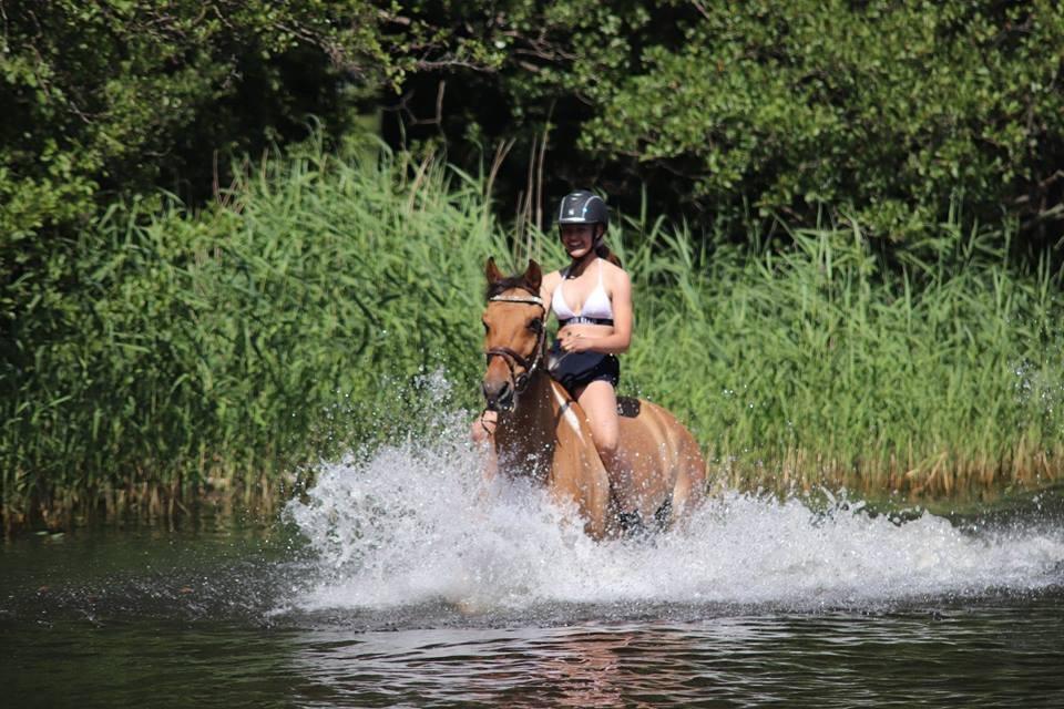 Anden særlig race Bøgelunds O'Conner billede 8