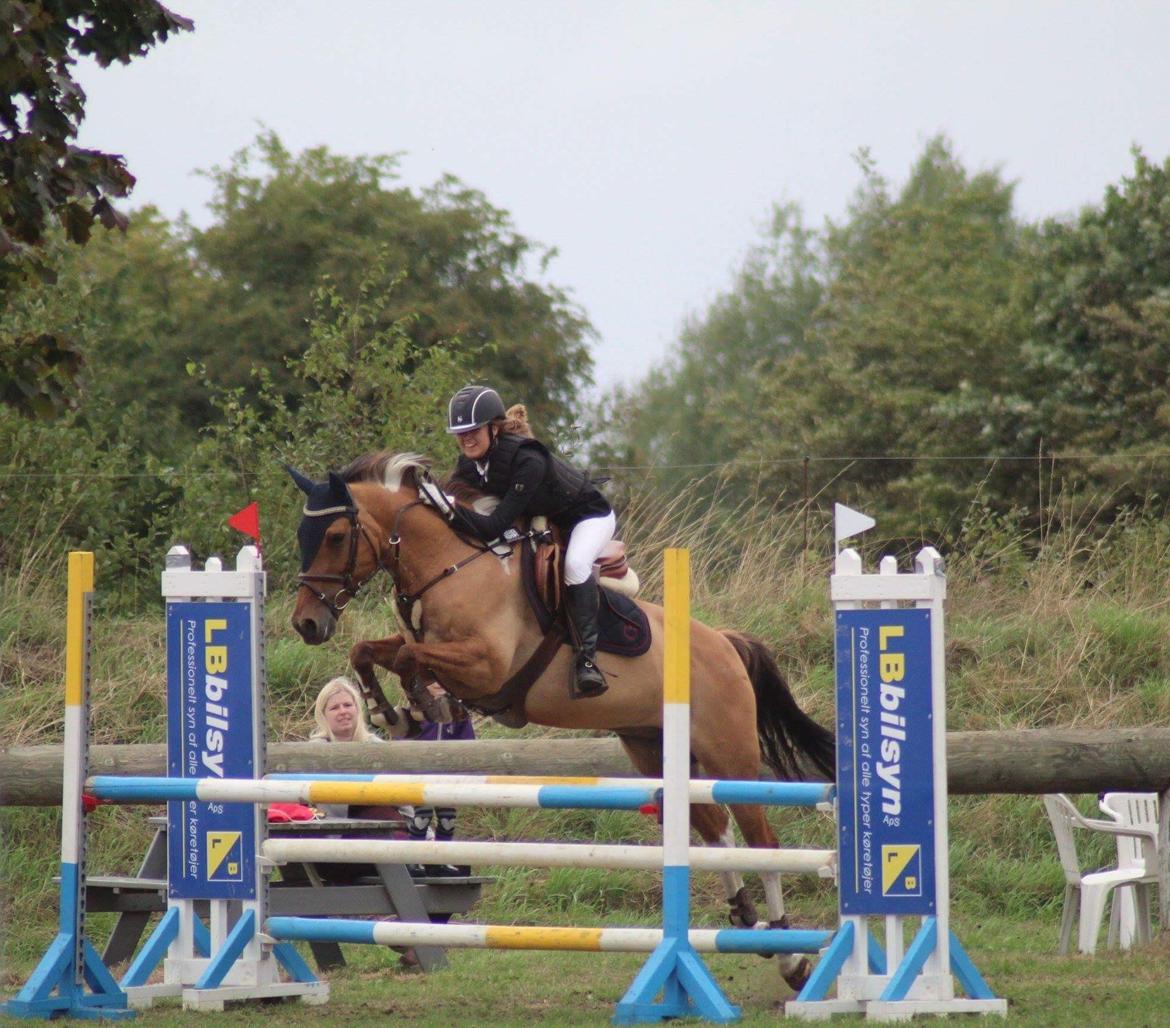 Anden særlig race Bøgelunds O'Conner billede 9