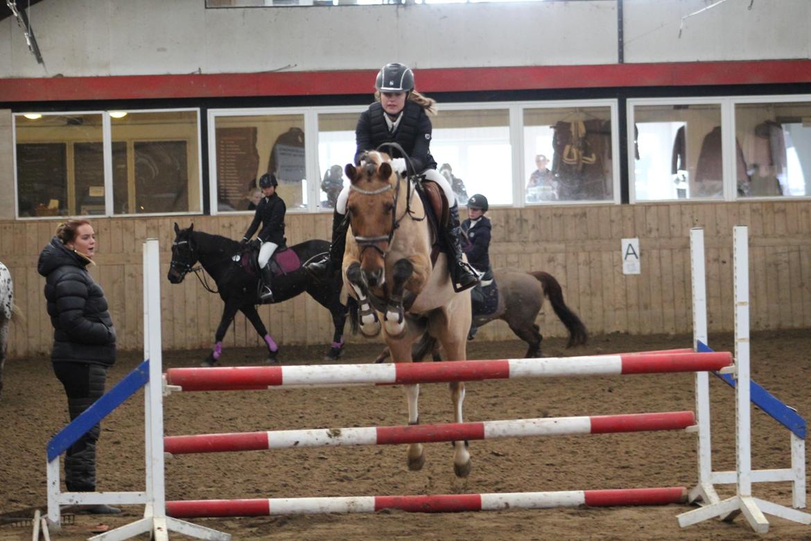 Anden særlig race Bøgelunds O'Conner billede 16