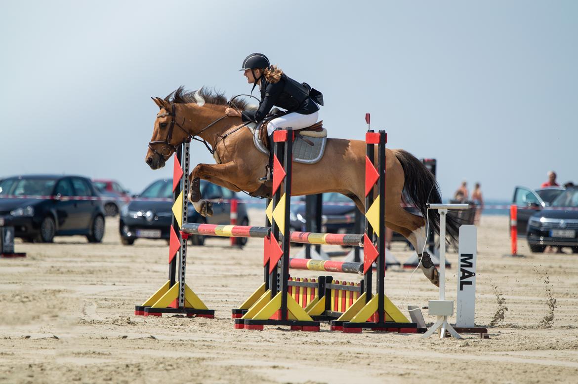 Anden særlig race Bøgelunds O'Conner billede 4
