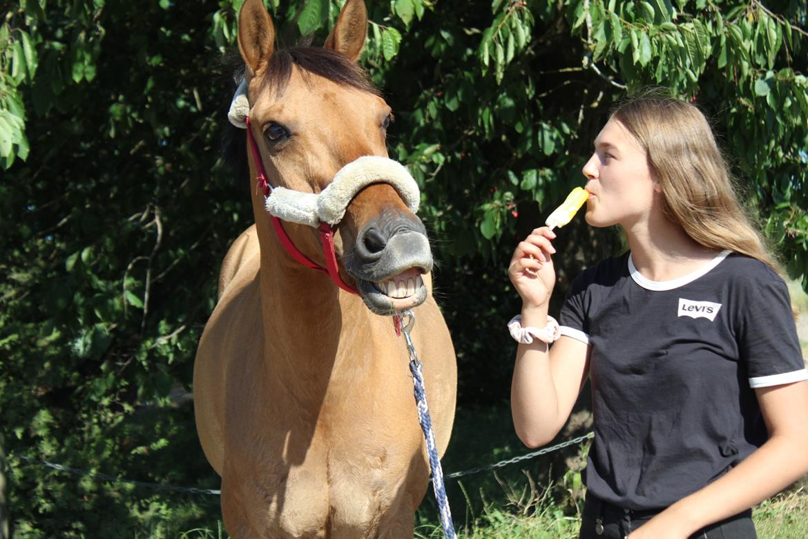 Anden særlig race Bøgelunds O'Conner billede 10