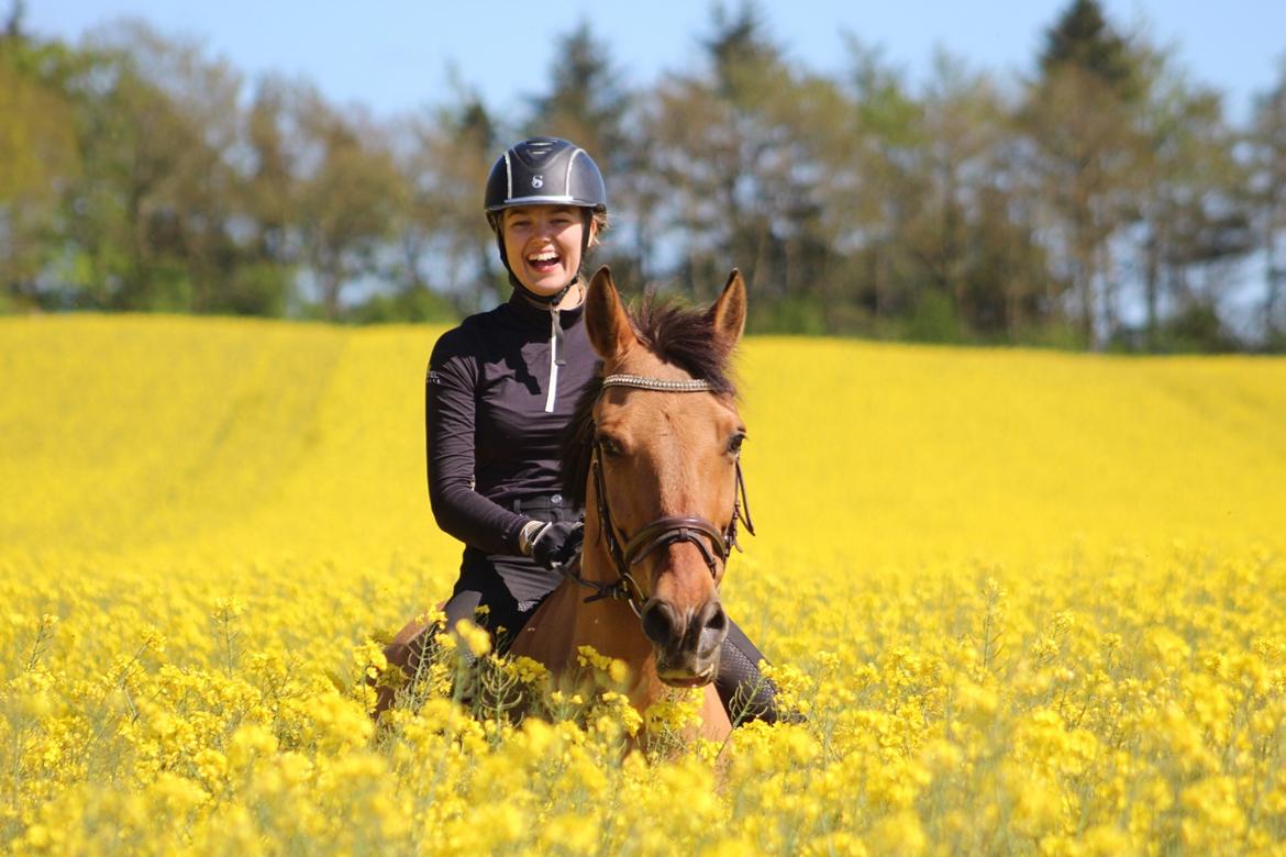 Anden særlig race Bøgelunds O'Conner billede 11
