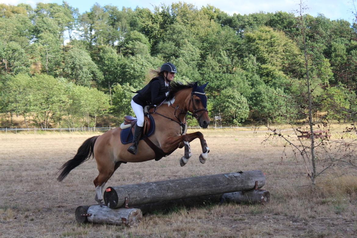 Anden særlig race Bøgelunds O'Conner billede 14