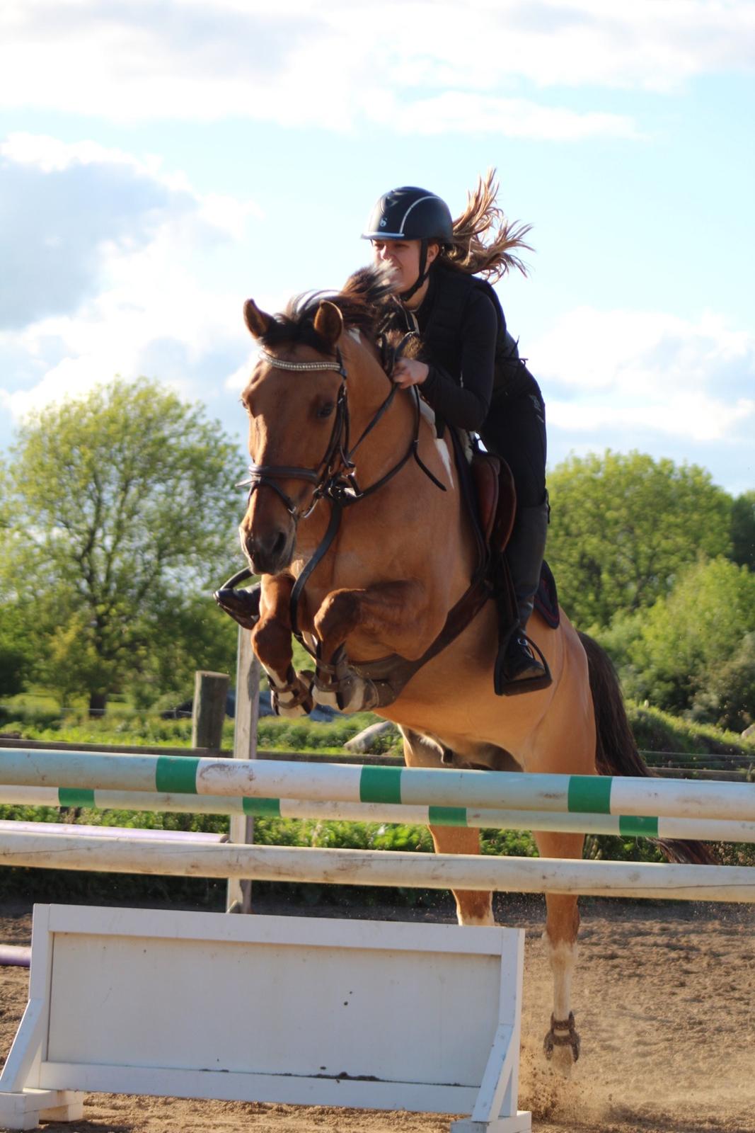 Anden særlig race Bøgelunds O'Conner billede 19