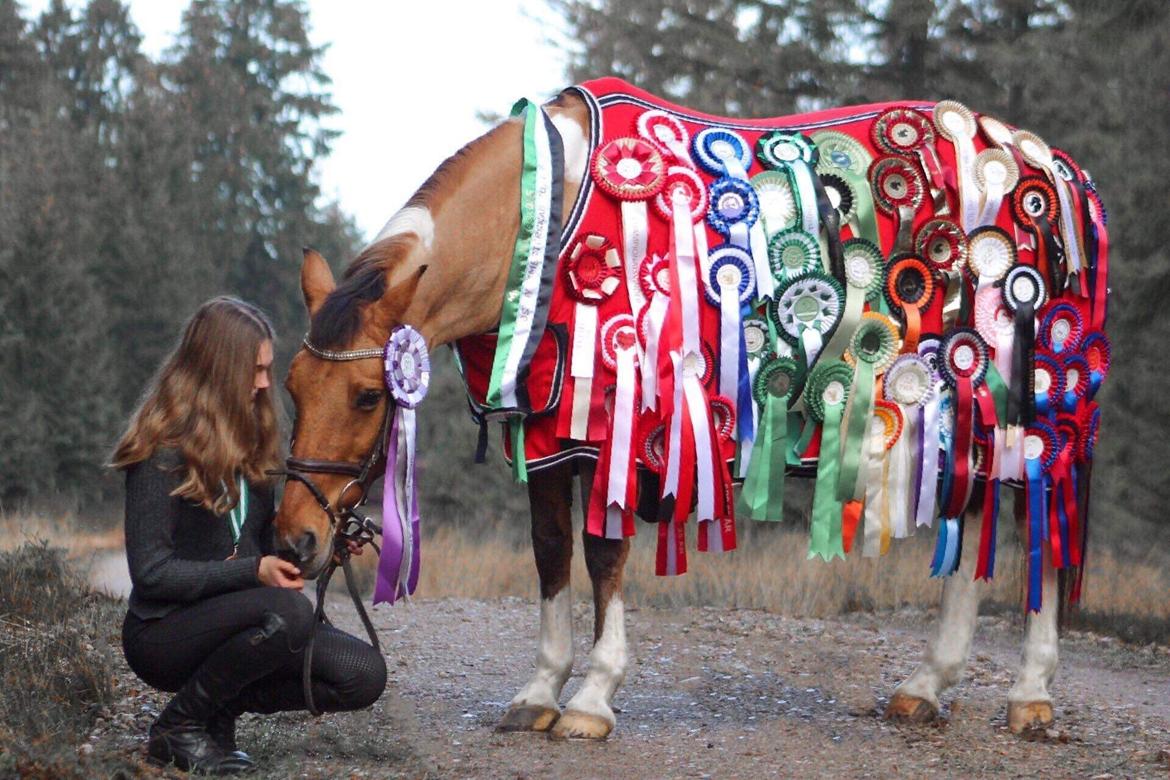 Anden særlig race Bøgelunds O'Conner billede 20