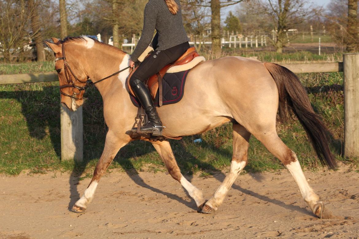 Anden særlig race Bøgelunds O'Conner billede 15