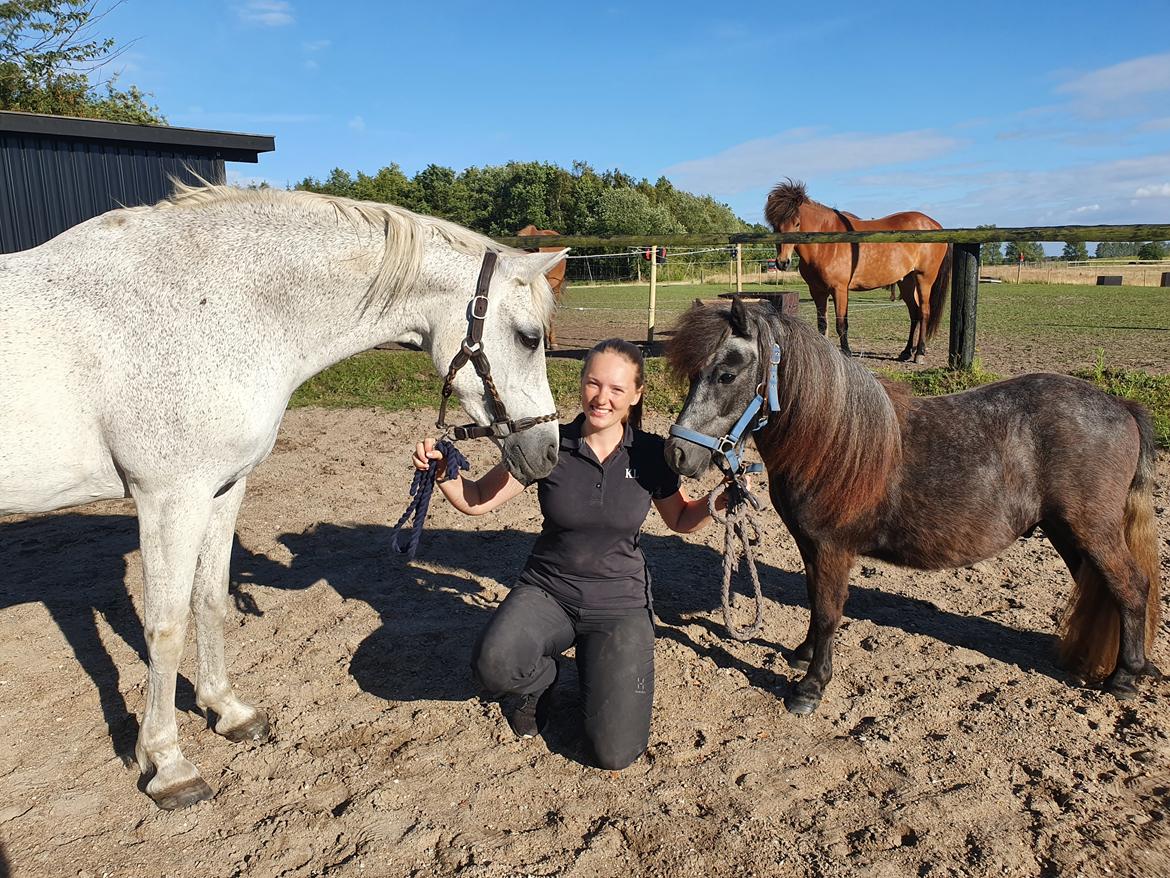 Shetlænder Engholms Enzo billede 7