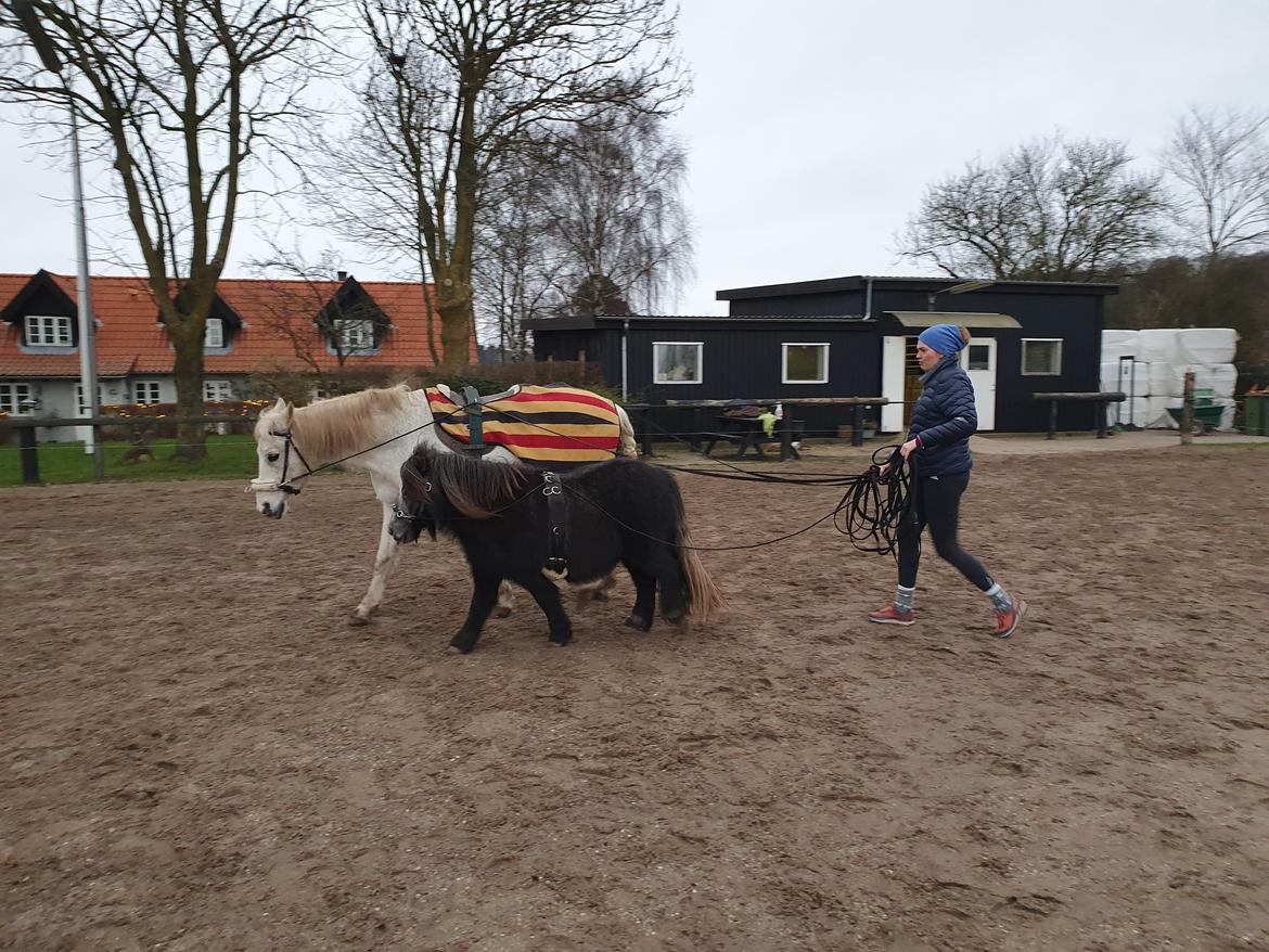 Shetlænder Engholms Enzo billede 2