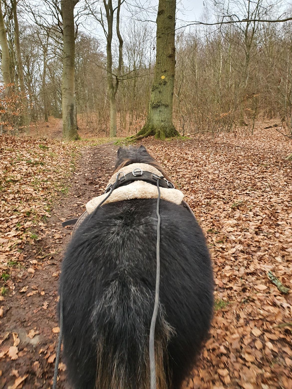 Shetlænder Engholms Enzo billede 3