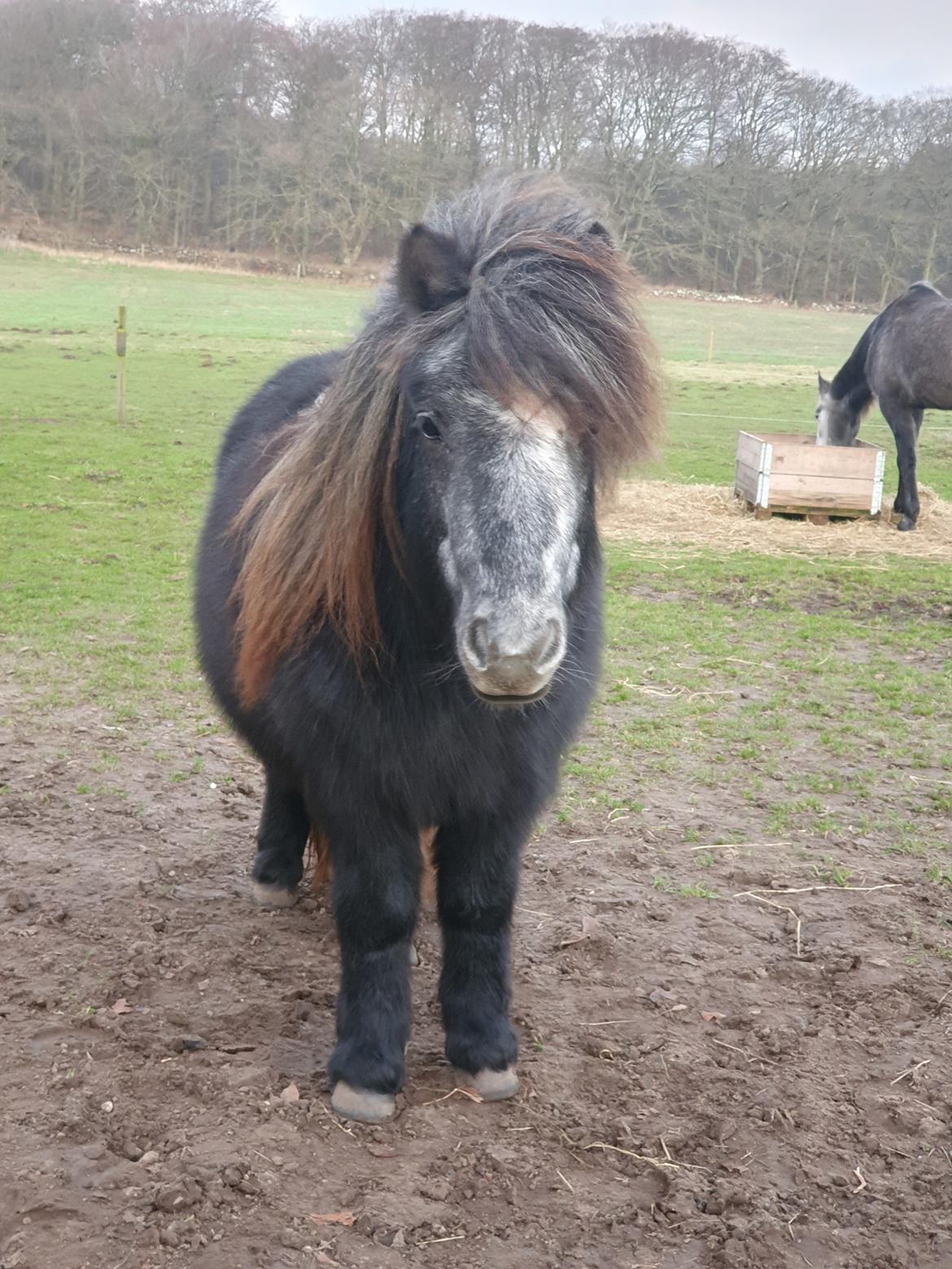 Shetlænder Engholms Enzo billede 4