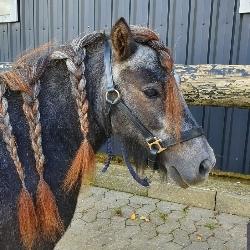 Shetlænder Engholms Enzo billede 5