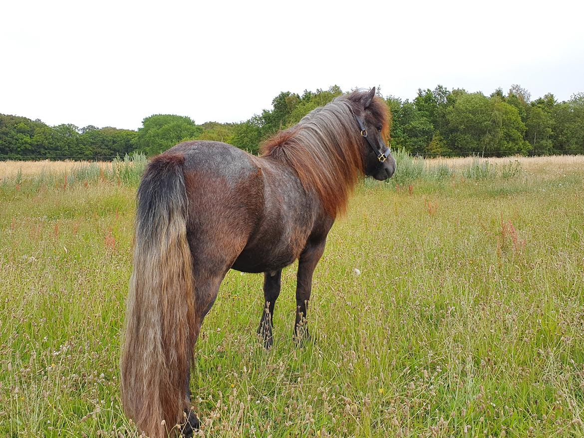 Shetlænder Engholms Enzo billede 6