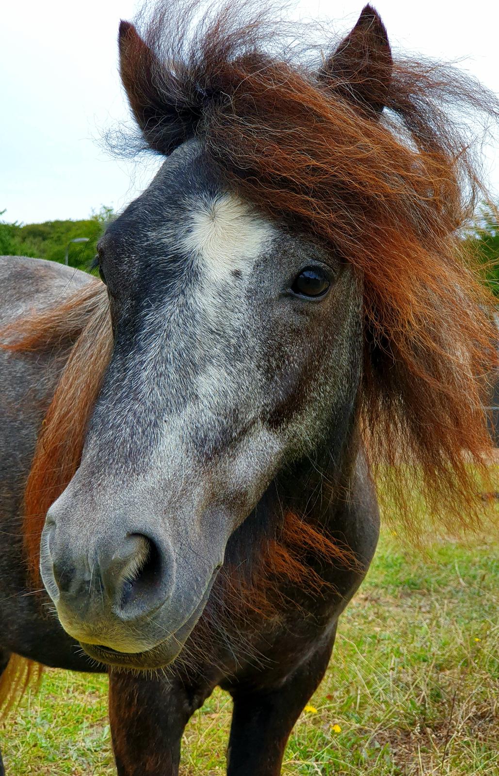 Shetlænder Engholms Enzo billede 8