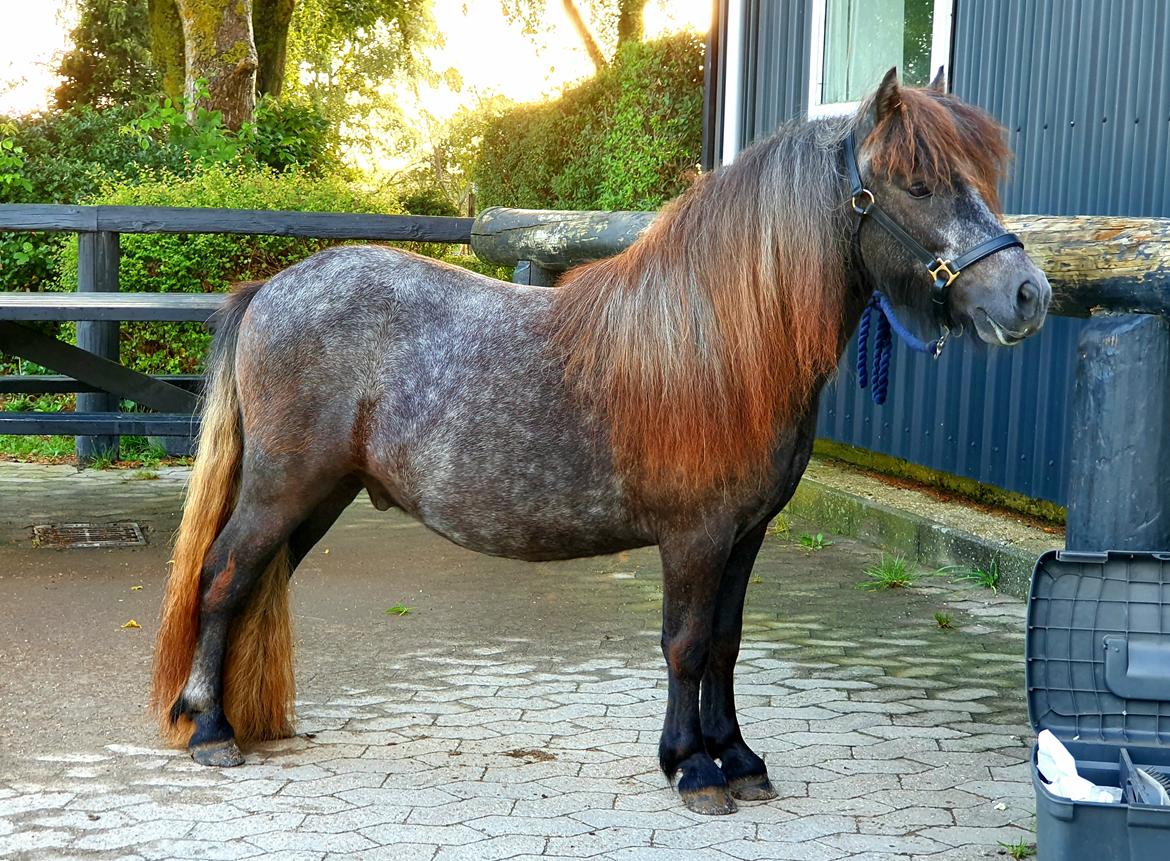 Shetlænder Engholms Enzo billede 1