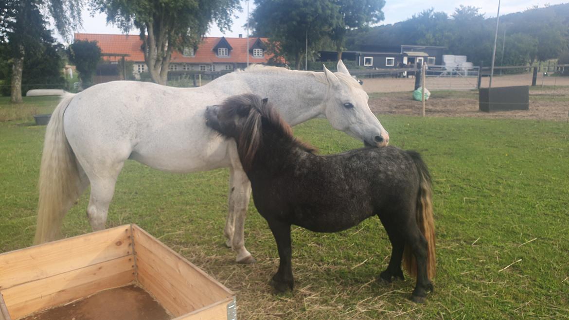 Shetlænder Engholms Enzo billede 9