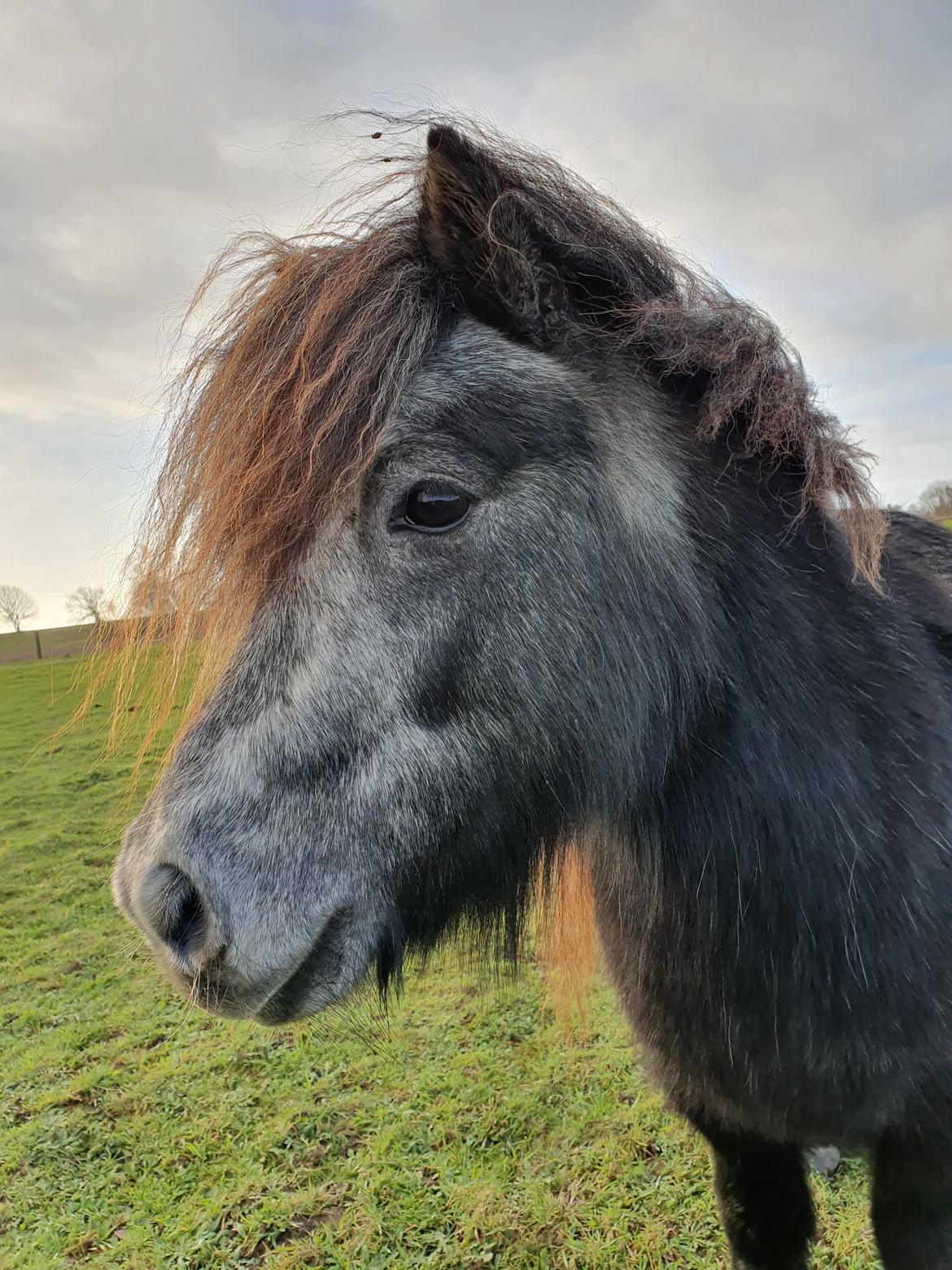Shetlænder Engholms Enzo billede 10