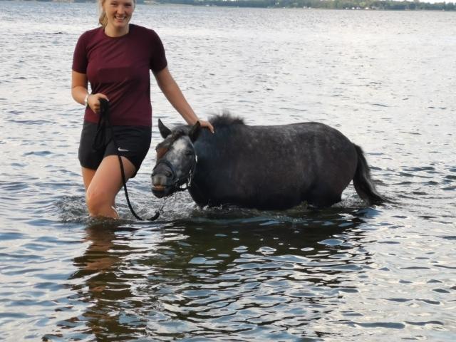 Shetlænder Engholms Enzo billede 11