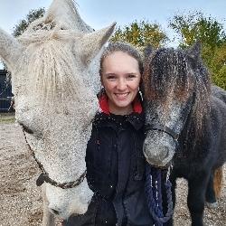 Shetlænder Engholms Enzo billede 12